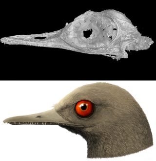 200310-oculudentavis-skull-reconstruction-ew-235p_3bbe1cfd9e600e62fc3bd893ea3f6a67.fit-320w.jpg