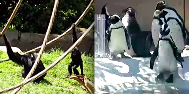 Gorillas and Penguins at the Zoo
