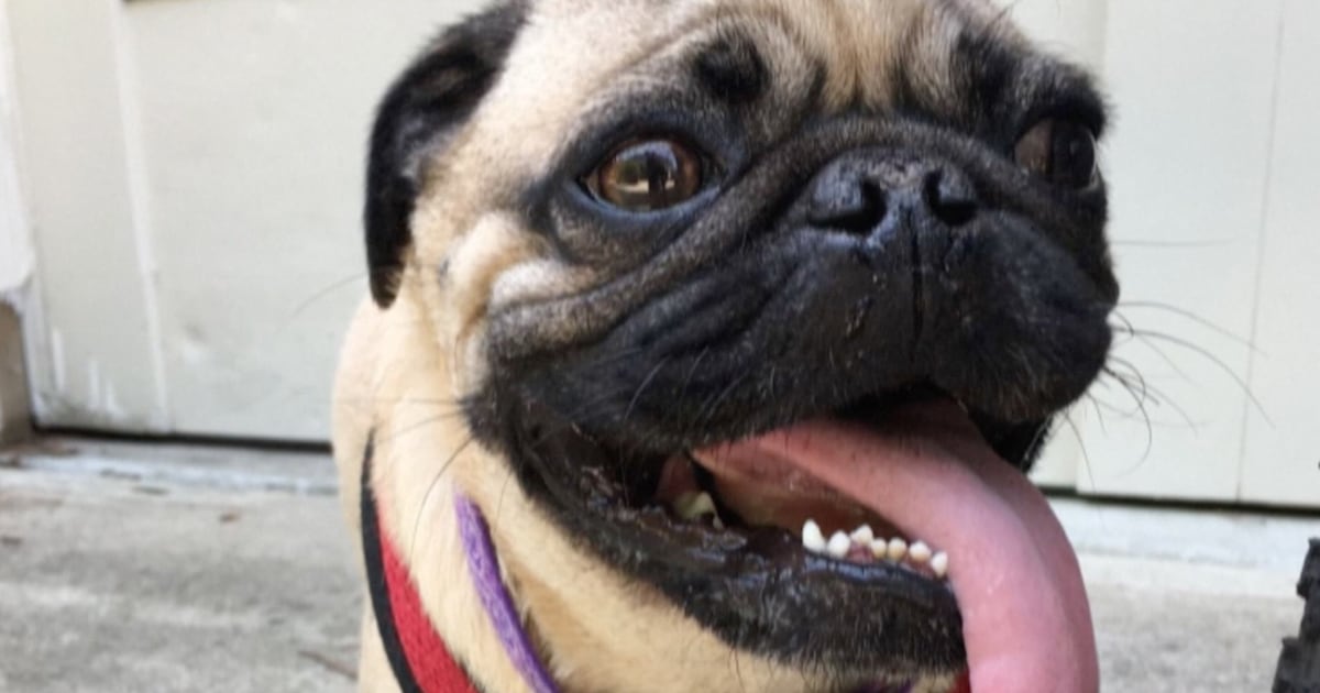 Pug in North Carolina tests positive for coronavirus, may be first for dog in US