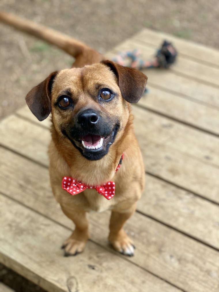 A dog wearing a bow tie smiles at the camera.
