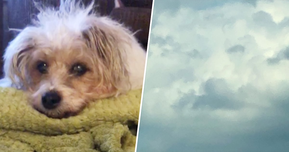Woman sees her dog's face in the clouds hours after pet's death