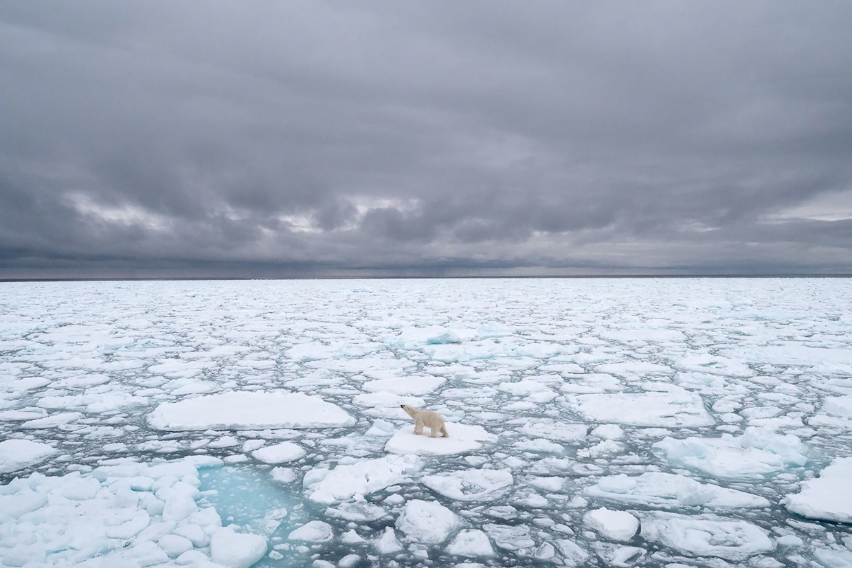 Polar bears could disappear by 2100 due to melting ice, climate change,  study says