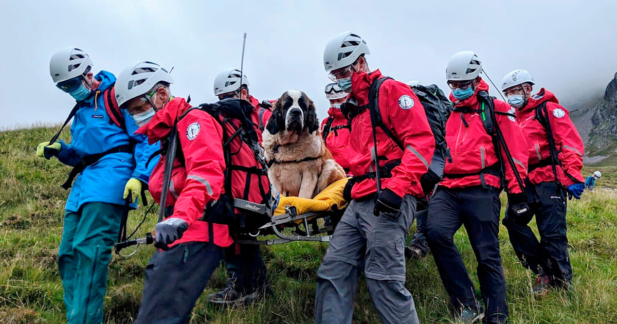 121-pound St. Bernard rescued from England's tallest mountain