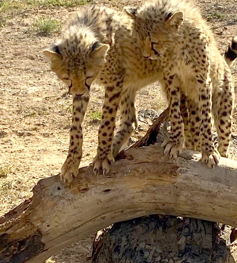 Many stolen cheetahs end up in Middle Eastern countries. 
