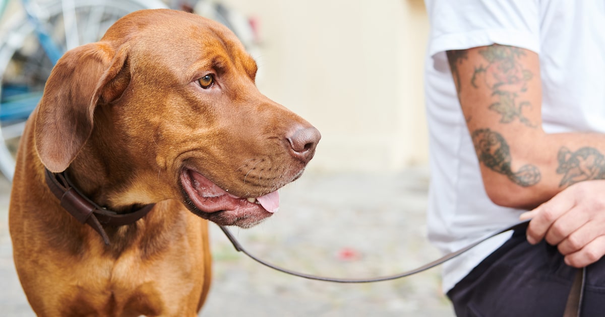 Proposed law could force Germans to walk their dogs twice a day