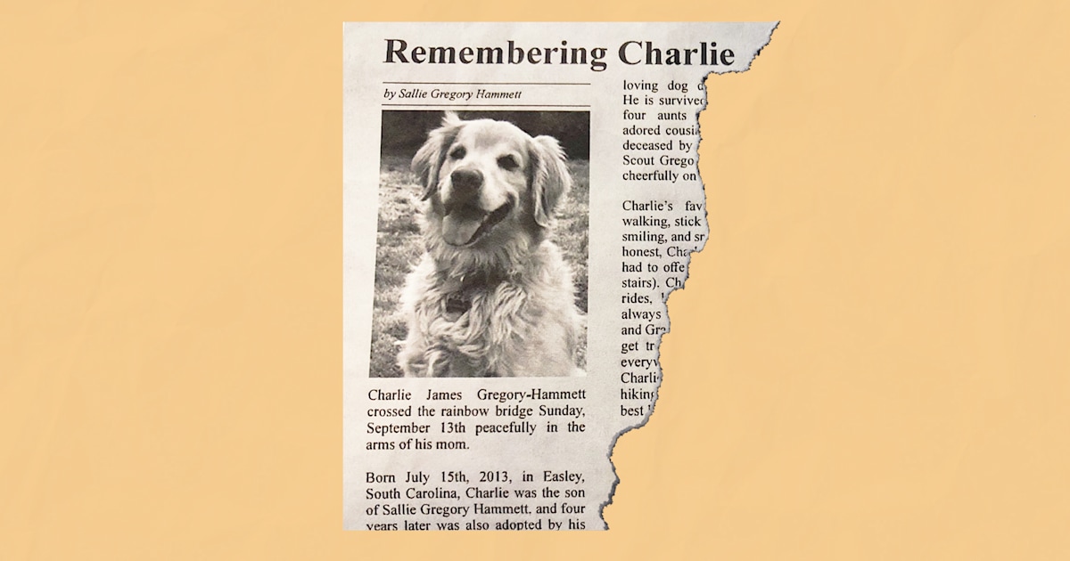 'Best boy': Glorious obituary for golden retriever touches hearts everywhere
