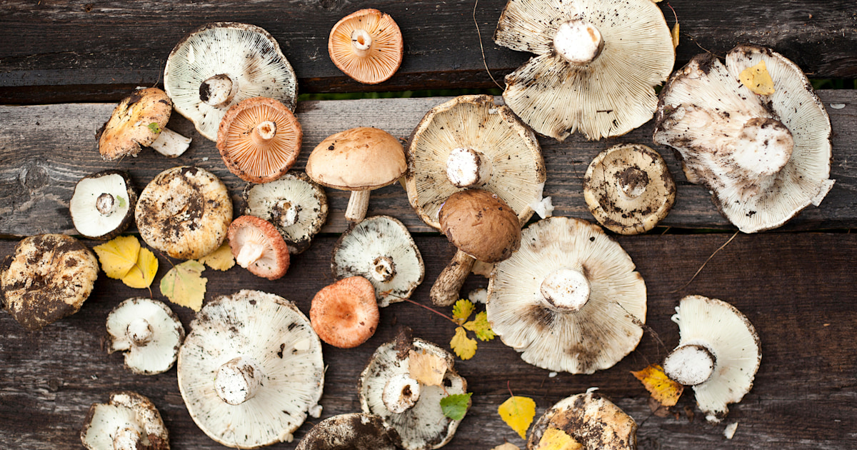 the-magic-of-mushrooms-why-theyre-the-next-big-wellness-trend