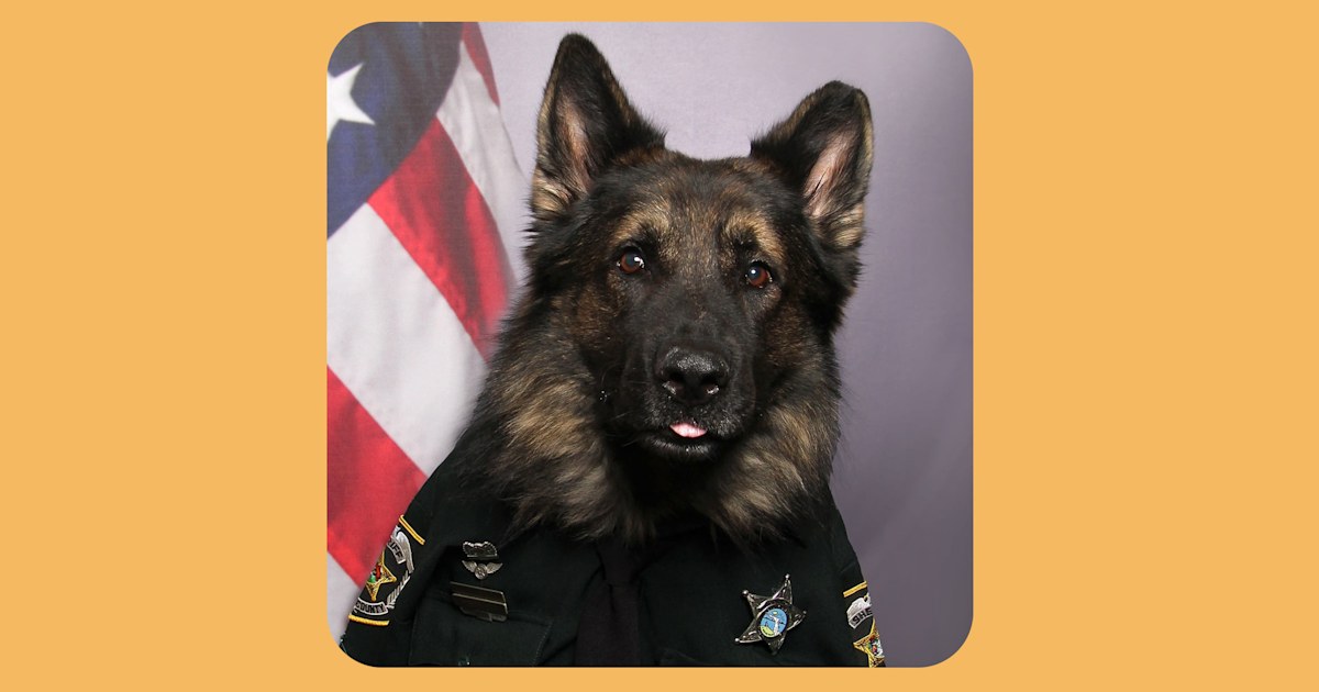 Police dog captures hearts by dressing in uniform for his ID photo