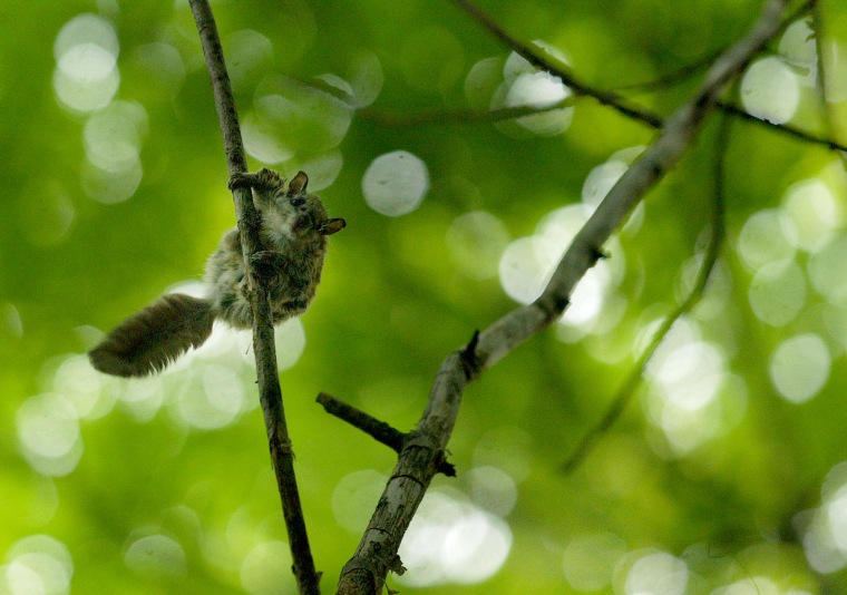 Image: Preparing for take-off after being released a Glaucomys sabrinus, Northern Flying Squirrel, readies to jump.