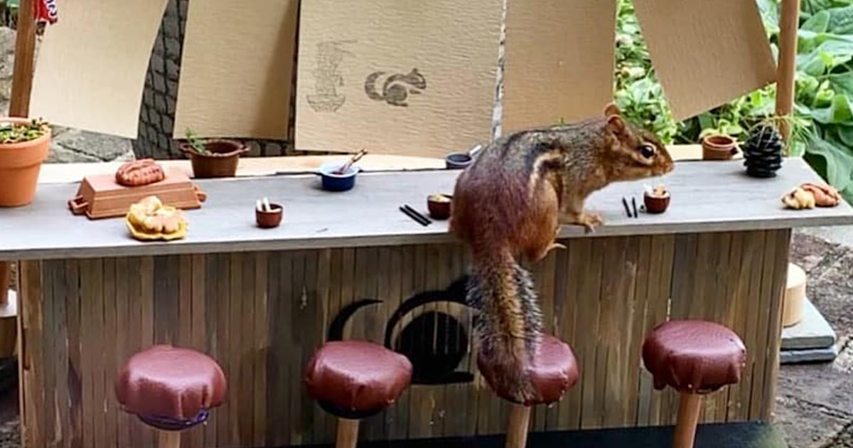 Food writer opened a restaurant during the pandemic — for a chipmunk