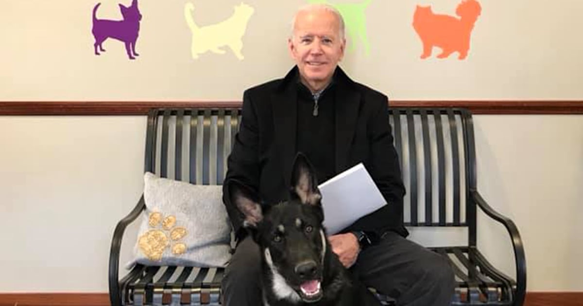 Joe Biden's German shepherd Major will be the 1st rescue dog in the White House