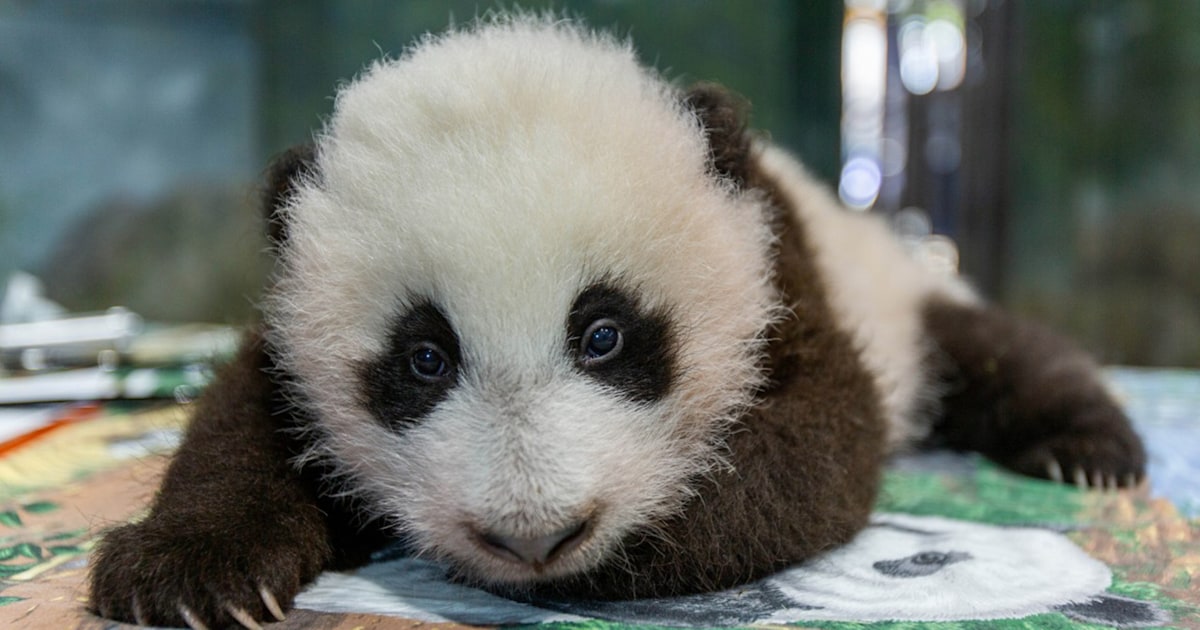 National Zoo is asking the public to help name giant panda cub
