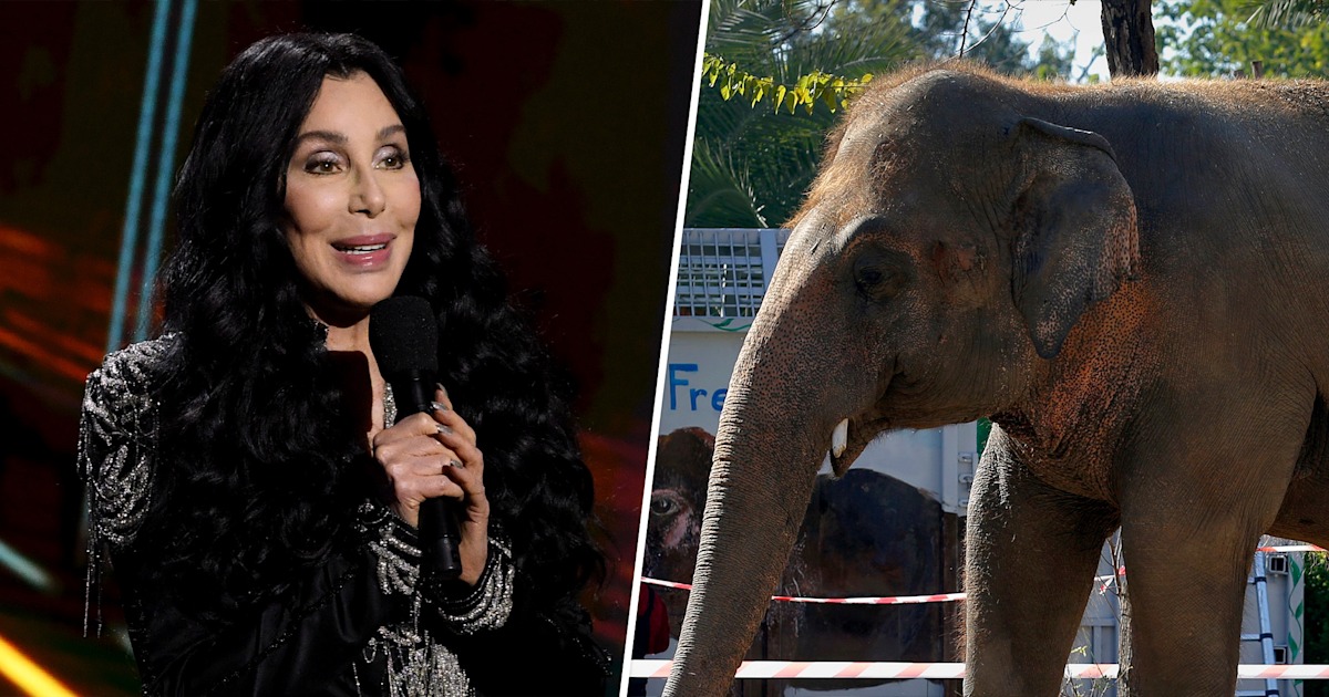 Cher travels to Pakistan to help rescue 'world's loneliest elephant'