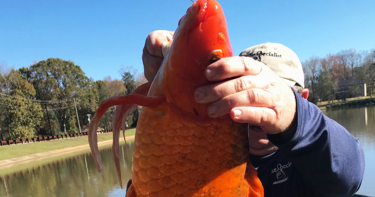 ‘Huge’ goldfish weighing 4 kilos found in South Carolina lake