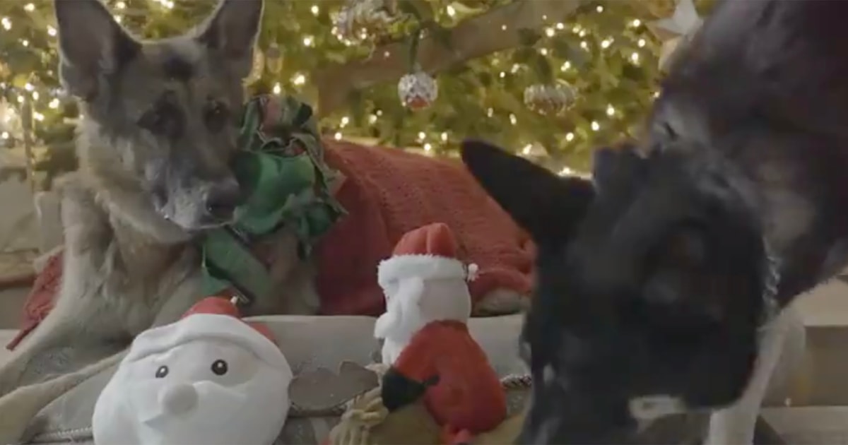 Soon-to-be first dogs Champ and Major Biden star in adorable Christmas video