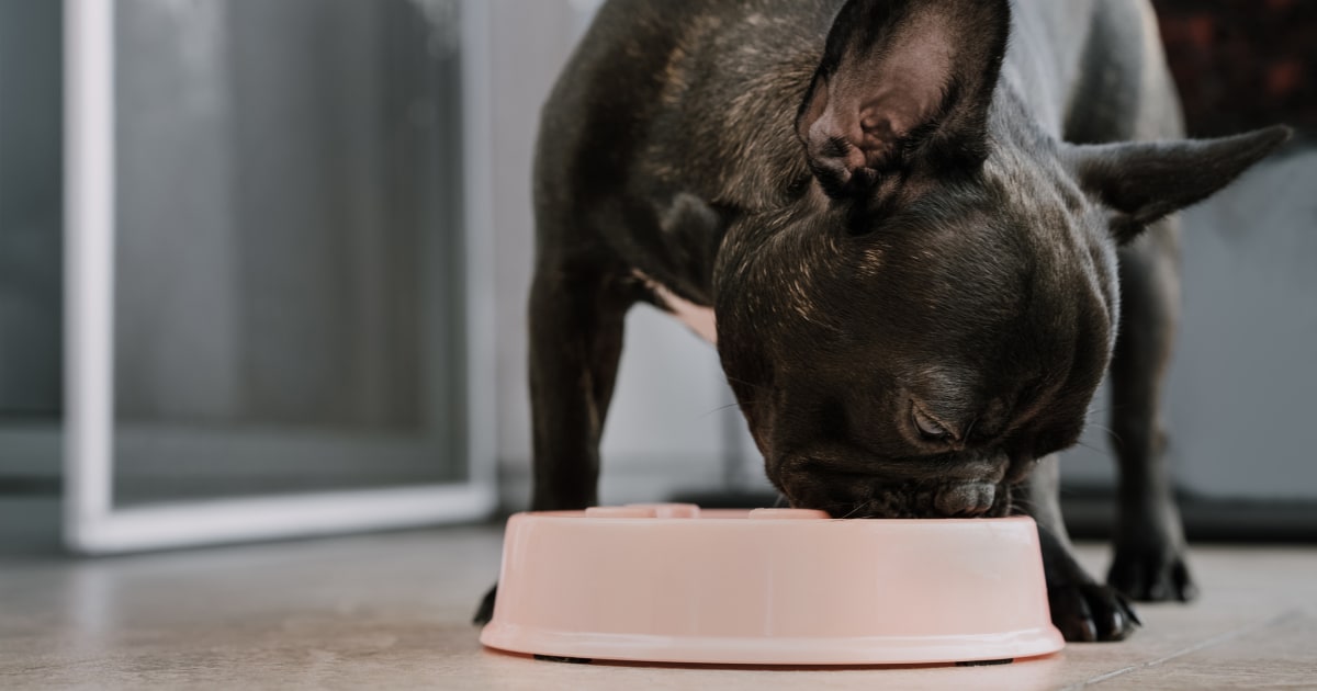Certain pet food recalled after reports of 28 deaths in dog, warns FDA