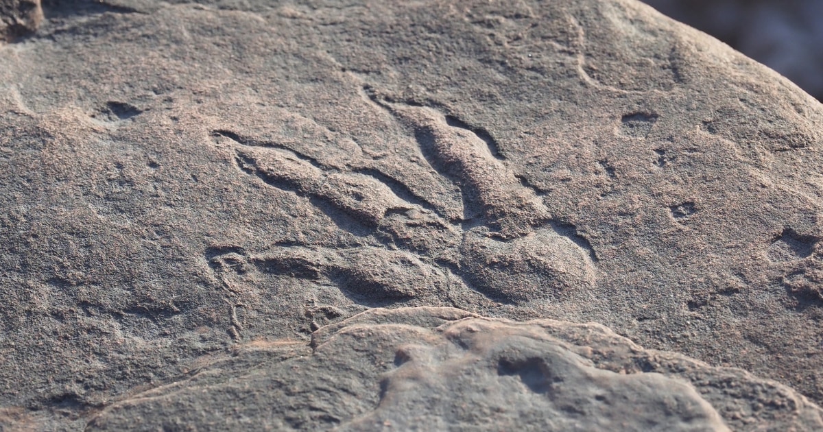 Four-year-old girl discovers 220 million-year-old dinosaur footprint on a beach in Wales