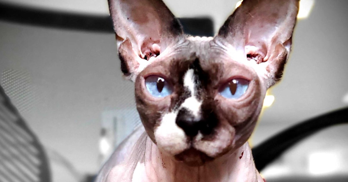 'Meditating' Sphynx cat helps traumatized kids bond with counselors
