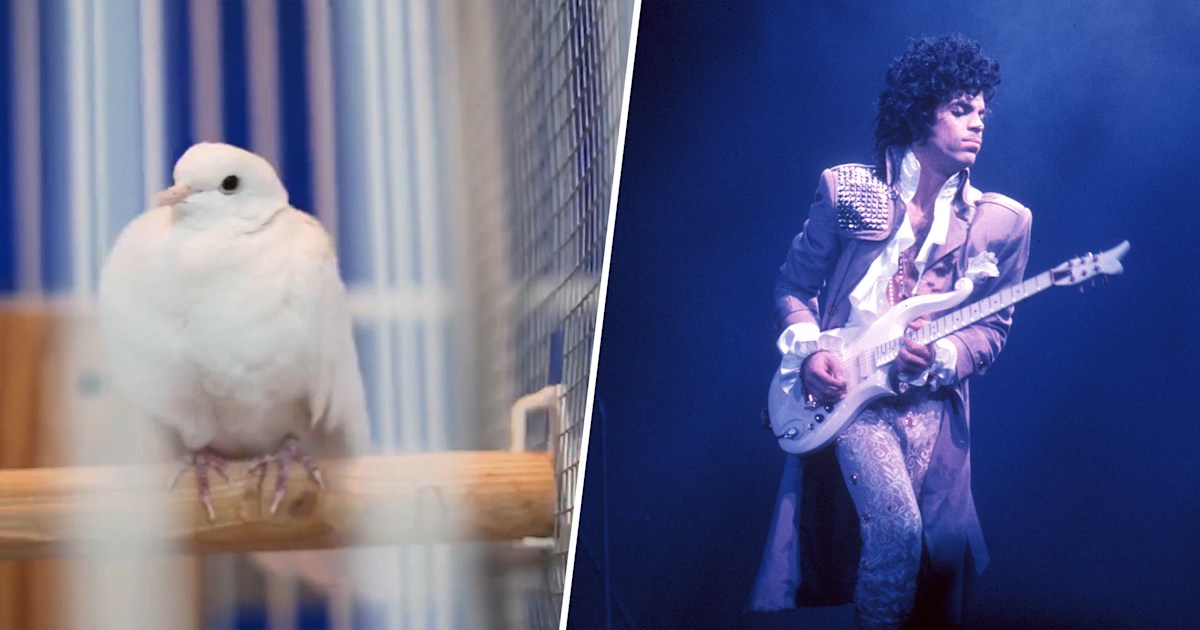 When doves cry: Prince's original pet dove Divinity dies at 28