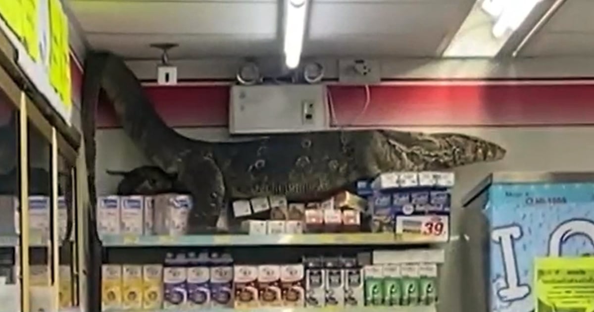 Giant lizard climbs store shelves in Thailand 7-Eleven