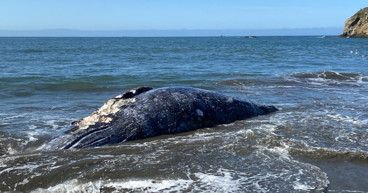 4 gray whales were found dead in the San Francisco Bay Area within 9 days