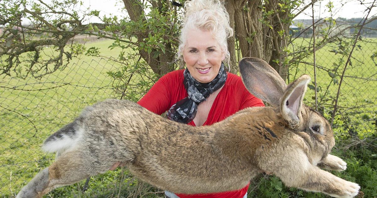 British police hunt down rabbit thief after giant pet Darius goes missing