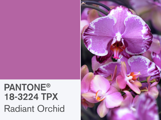 Pantone picks Radiant Orchid as the color for 2014