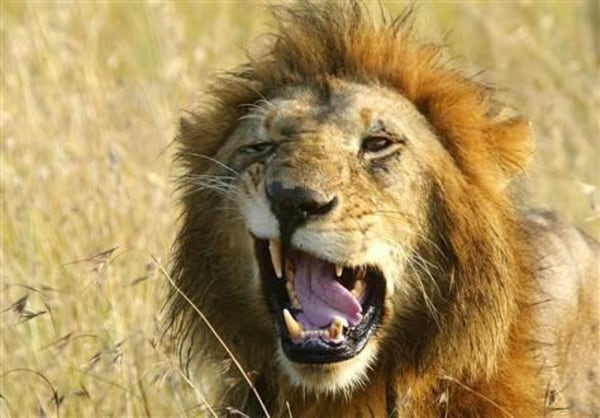 Male lions do help with the hunting after all - NBC News cat mouth diagram 